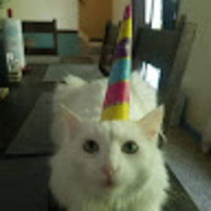 Meet your Posher, Tashakitteh